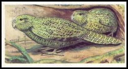 37 Kakapo or Owl Parrot